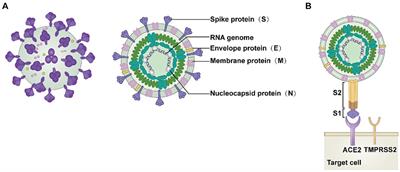 Recent advances in the exploration and discovery of SARS-CoV-2 inhibitory peptides from edible animal proteins